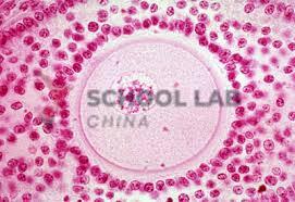 Prepared Microscope Slide - Ovary -Pregnant with Corpus Luteum